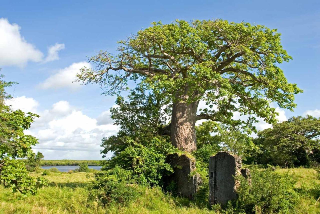 Manda Bay Villa Lamu Buitenkant foto